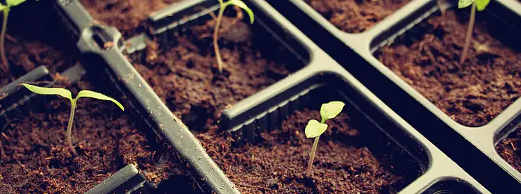 L'agriculture en conteneurs maritimes : l'avenir de l'alimentation.jpg