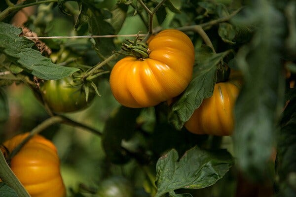 plant de tomates