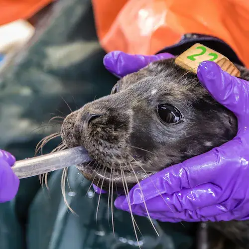 Un bébé phoque reçoit des nutriments
