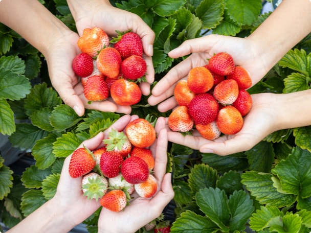 Image of Hands holding strawberries