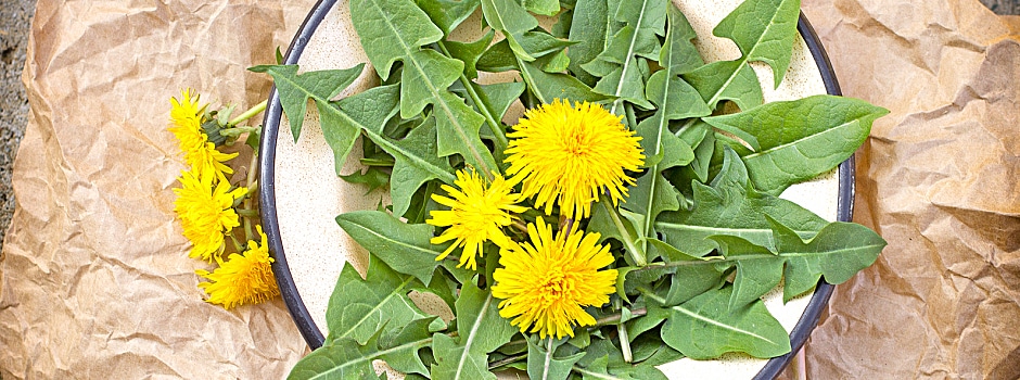 Dandelion Greens: More Than Just a Weed