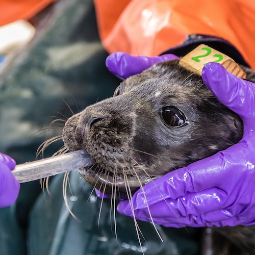Fish-based Blends Aid Seal Rehabilitation at The Marine Mammal