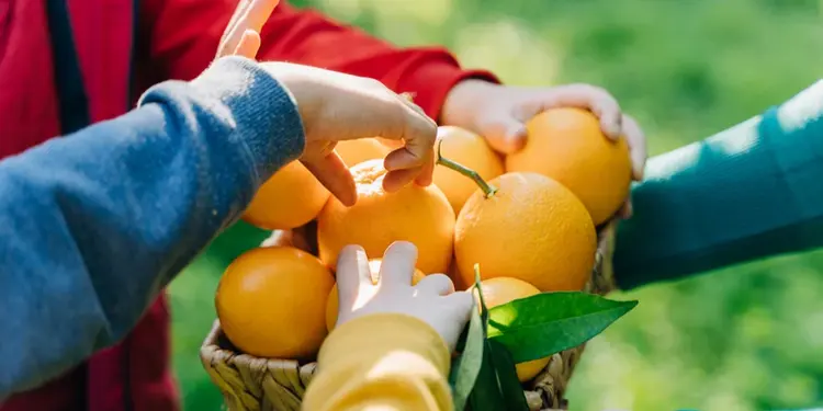 Image of Hands in Fruit Basket